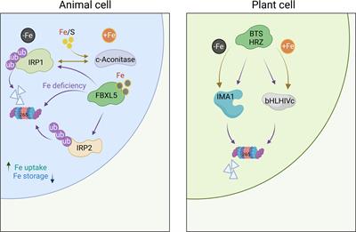 Iron sensing in plants